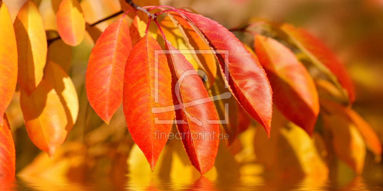 Bild-Nr.: 12899586 Herbstblätter erstellt von Atteloi