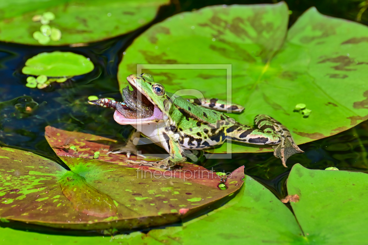 Bild-Nr.: 12899771 Der Frosch und die Libelle  erstellt von falconer59