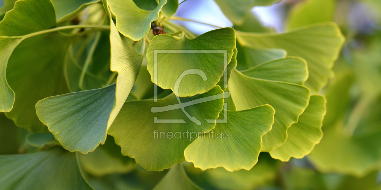 Bild-Nr.: 12900168 Ginkgoblätter erstellt von Atteloi