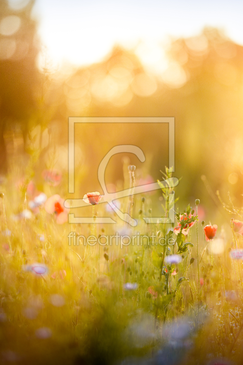 Bild-Nr.: 12900344 Abends im Mohnfeld erstellt von boegau-photography