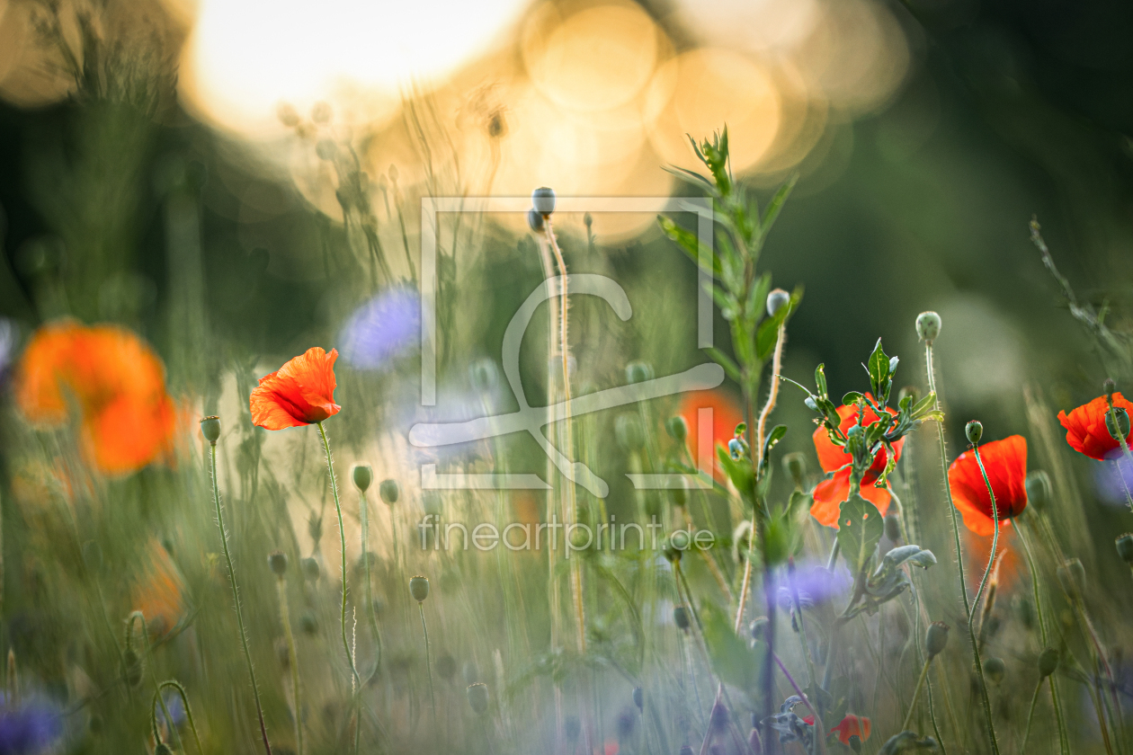 Bild-Nr.: 12900348 Mohnblumen erstellt von boegau-photography