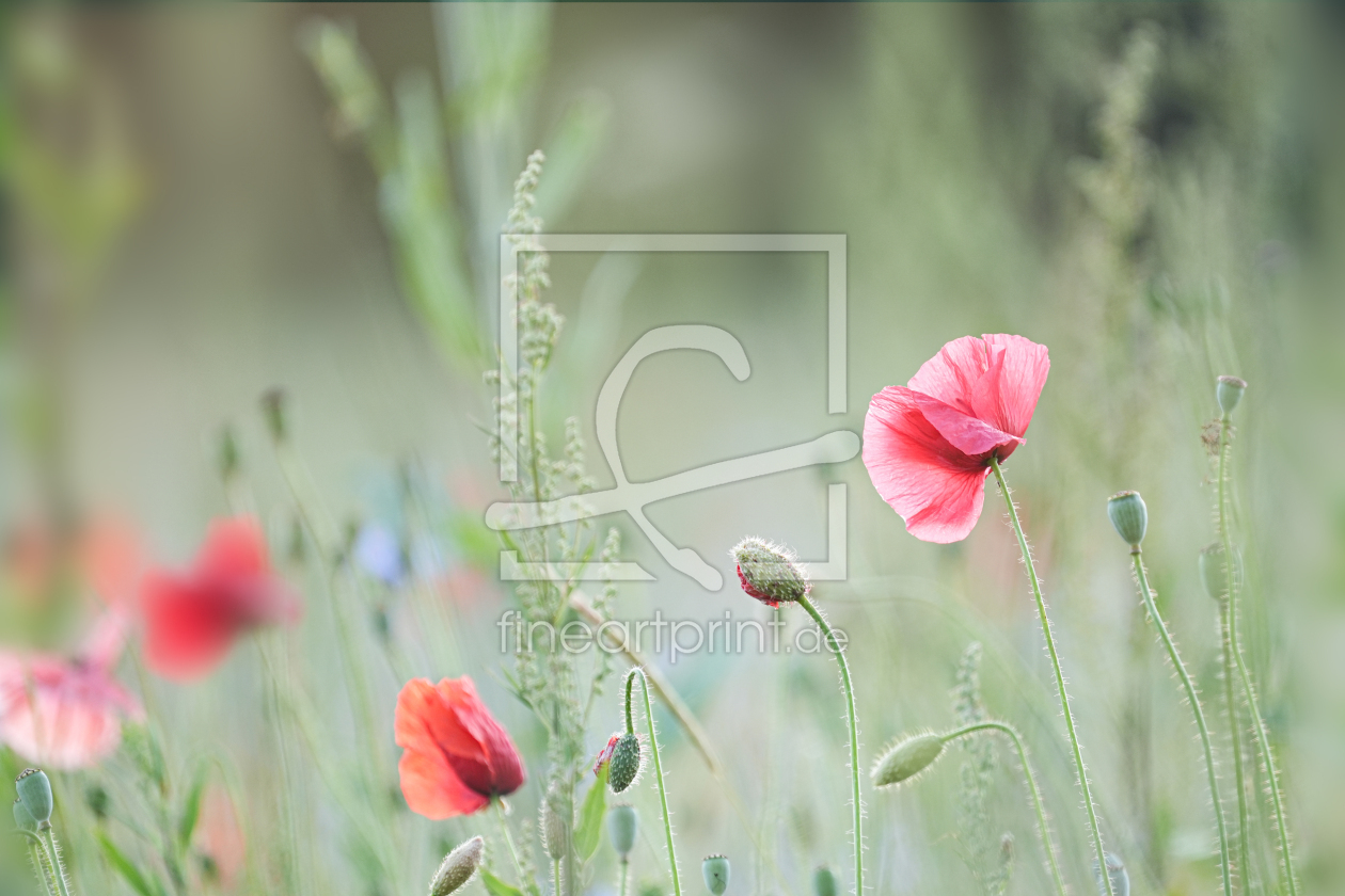 Bild-Nr.: 12900426 Mohn  erstellt von boegau-photography
