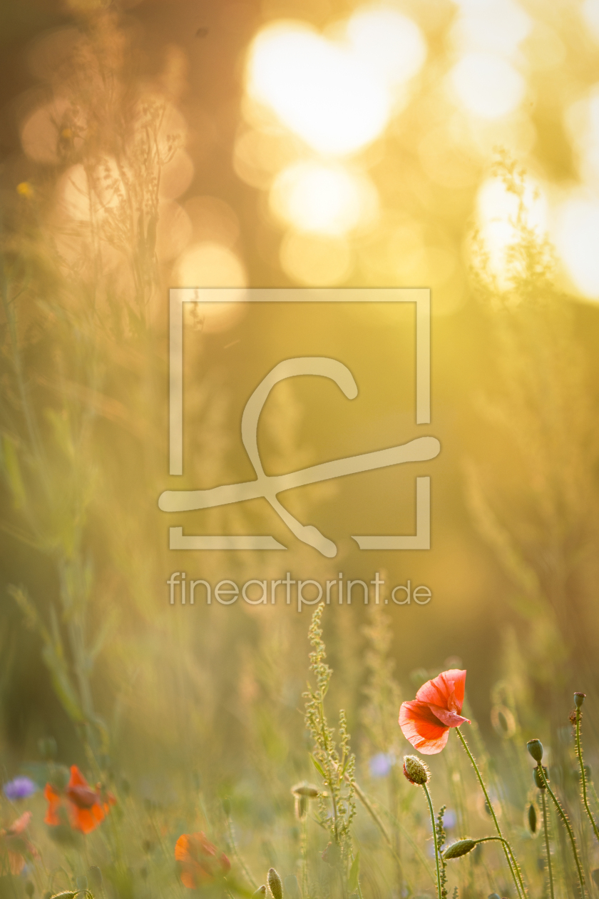 Bild-Nr.: 12900427 Sommerabend im Mohnfeld erstellt von boegau-photography