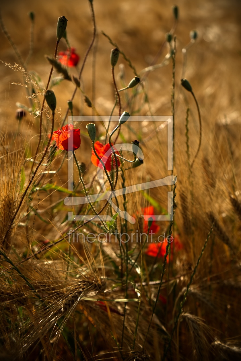 Bild-Nr.: 12900543 Mohnblumen im Weizenfeld erstellt von Bellavonte
