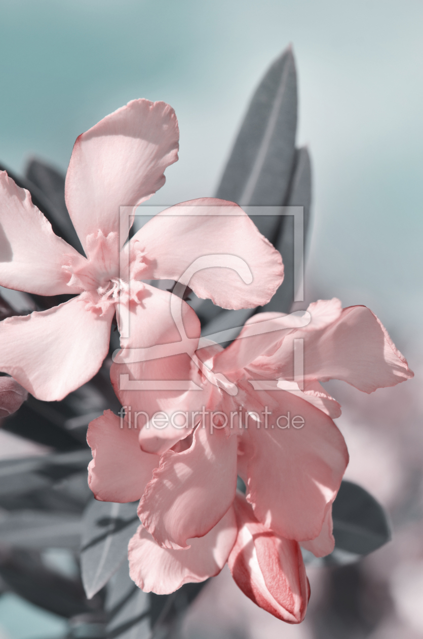Bild-Nr.: 12900559 Oleander erstellt von Atteloi