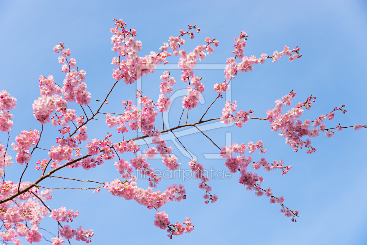 Bild-Nr.: 12900818 Kirschblütenzweig erstellt von SusaZoom