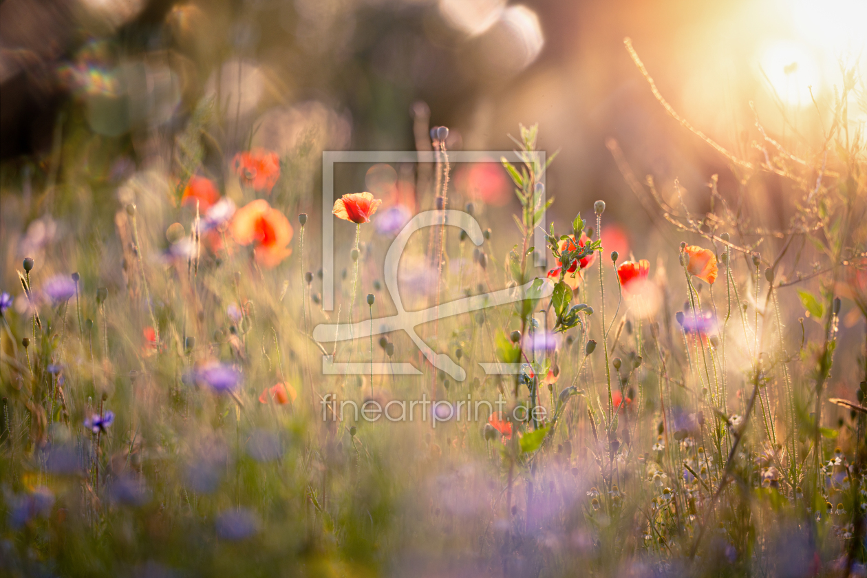 Bild-Nr.: 12900961 Magie aus Licht und Blumen erstellt von boegau-photography