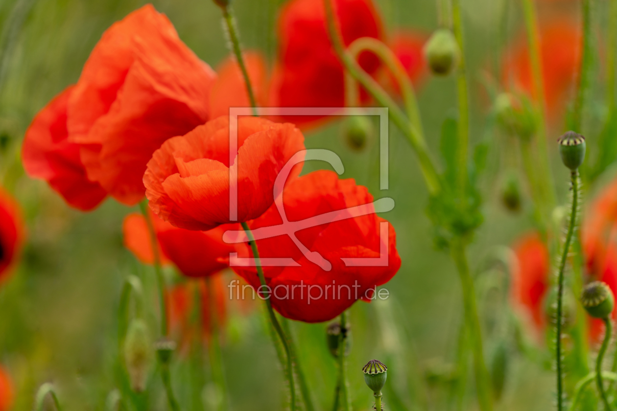 Bild-Nr.: 12901194 roter blühender Klatschmohn erstellt von volker heide