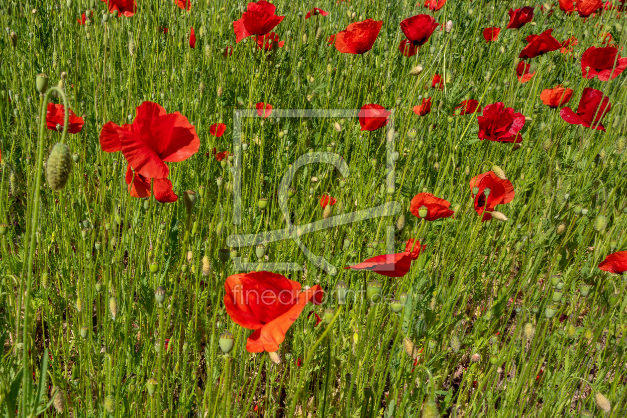 Bild-Nr.: 12901196 Klatschmohn auf einem grünen Hügel erstellt von volker heide