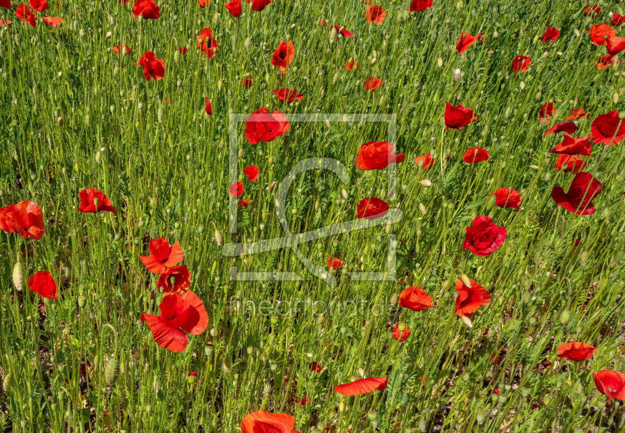 Bild-Nr.: 12901197 blühender roter Klatschmohn auf einem Hügel erstellt von volker heide