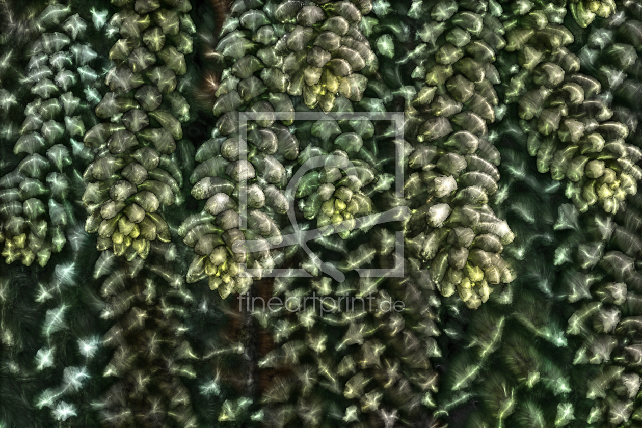Bild-Nr.: 12901783 Sedum morganianum erstellt von volker heide
