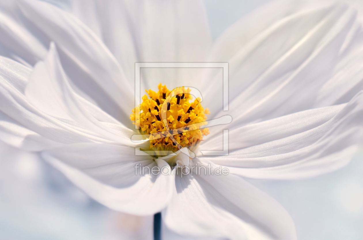 Bild-Nr.: 12901797 Cosmea erstellt von Atteloi