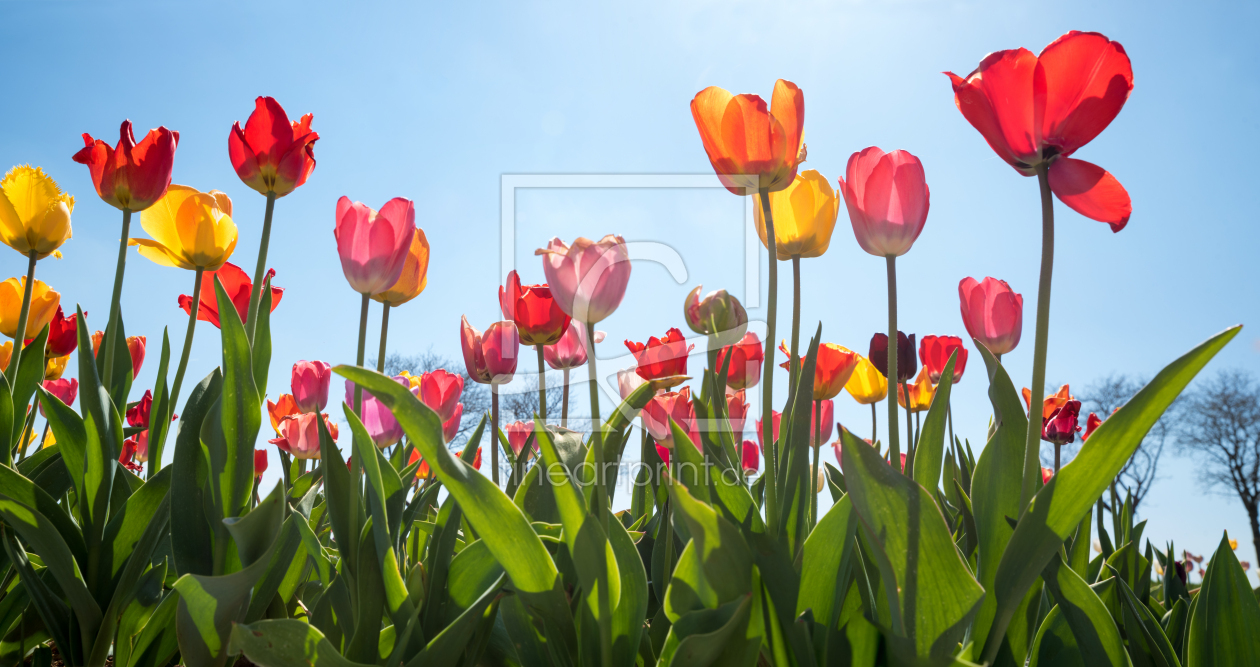 Bild-Nr.: 12901814 Tulpen im Gegenlicht erstellt von SusaZoom