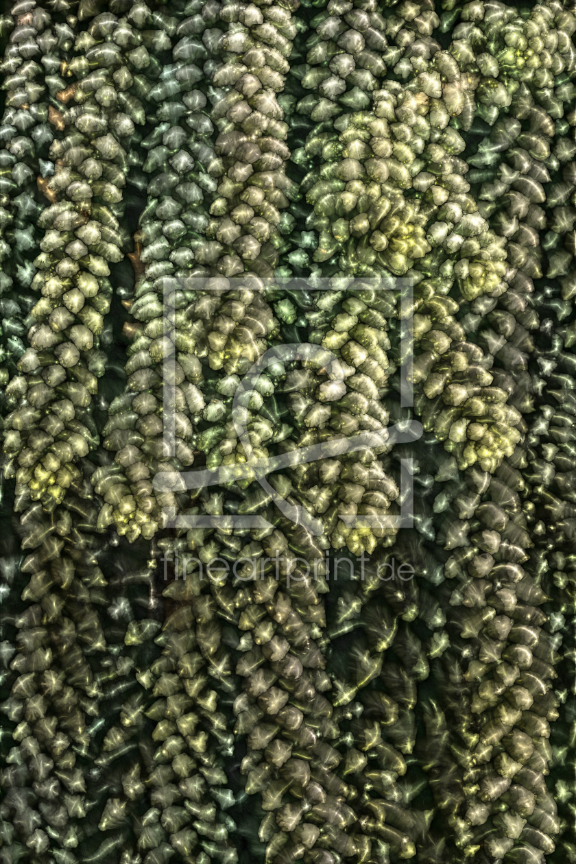 Bild-Nr.: 12901880 donkey tail erstellt von volker heide