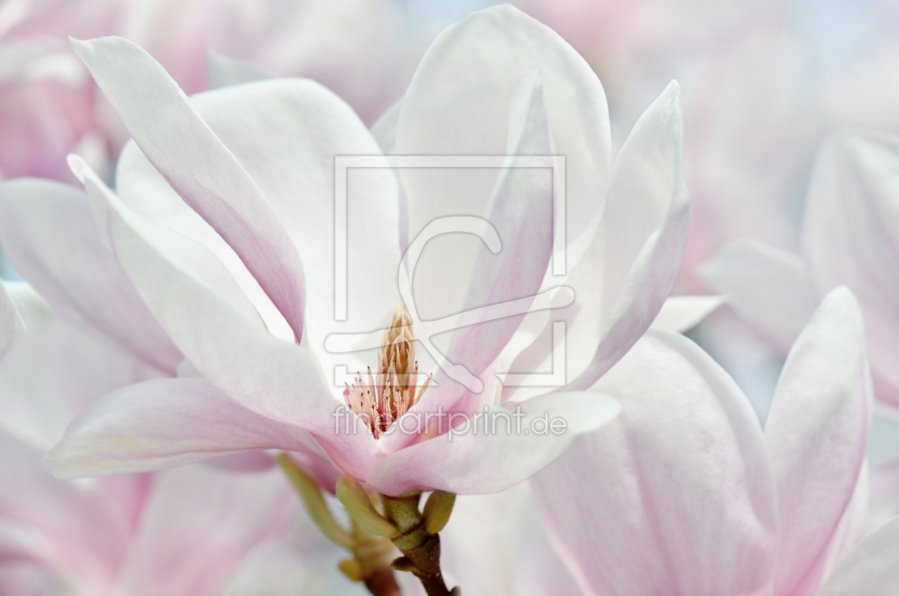 Bild-Nr.: 12901891 Magnolie erstellt von Atteloi