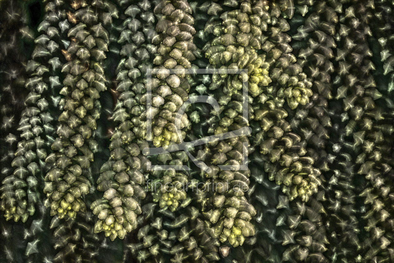 Bild-Nr.: 12901958 Walzensedum  erstellt von volker heide