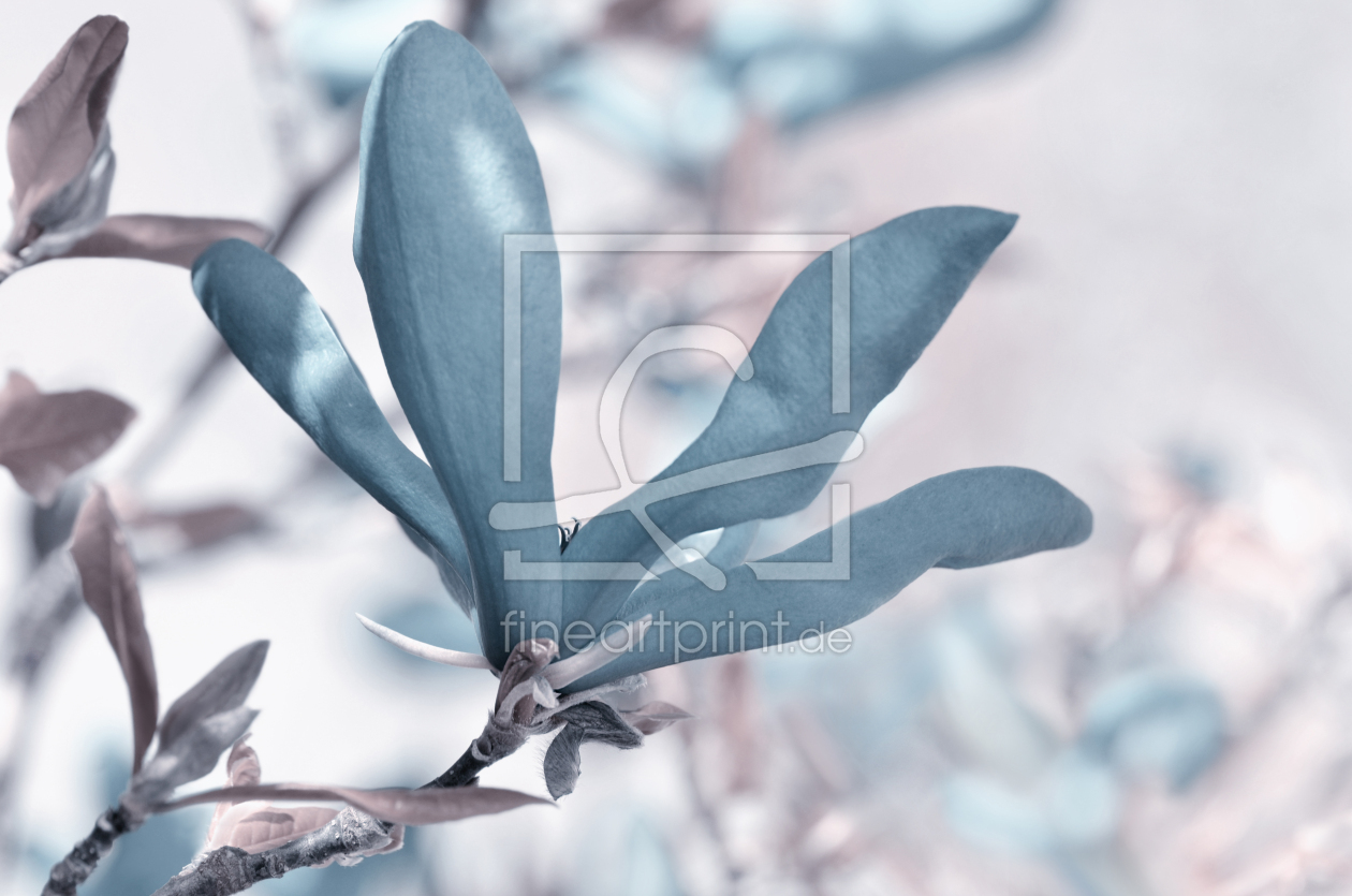 Bild-Nr.: 12901965 Sternmagnolie erstellt von Atteloi