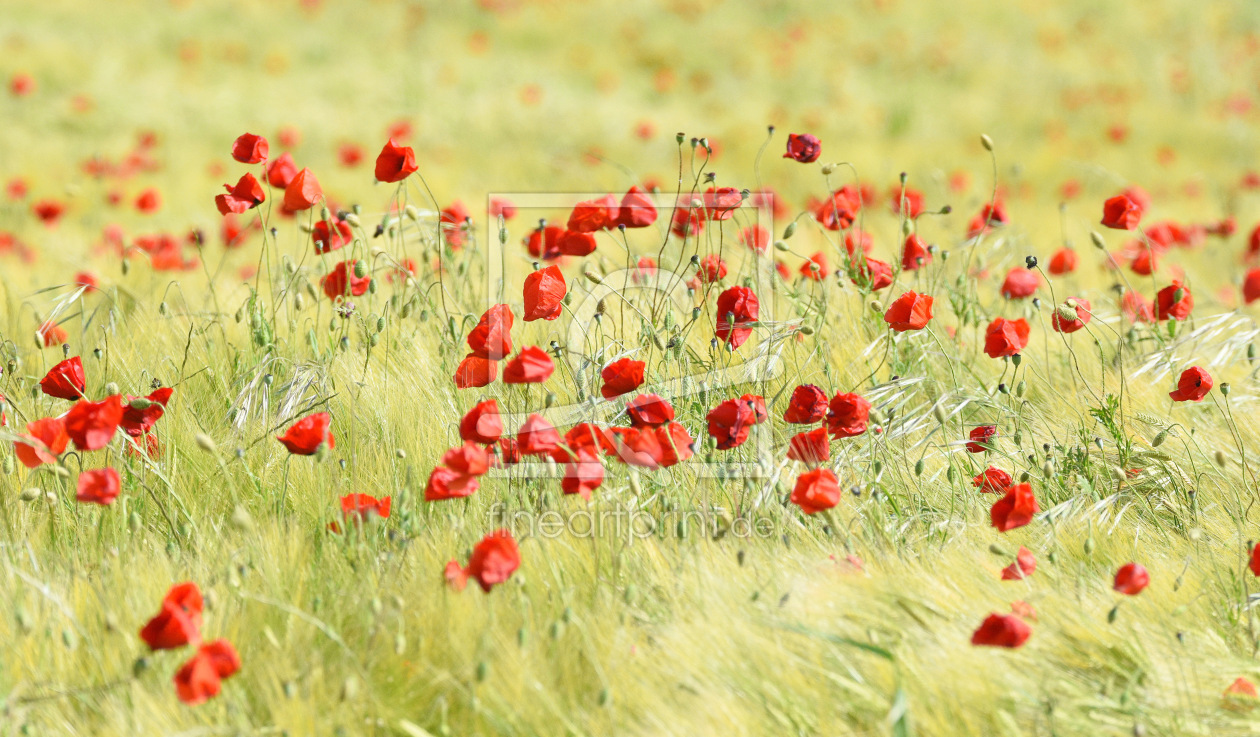Bild-Nr.: 12902464 Mohn im Feld erstellt von GUGIGEI
