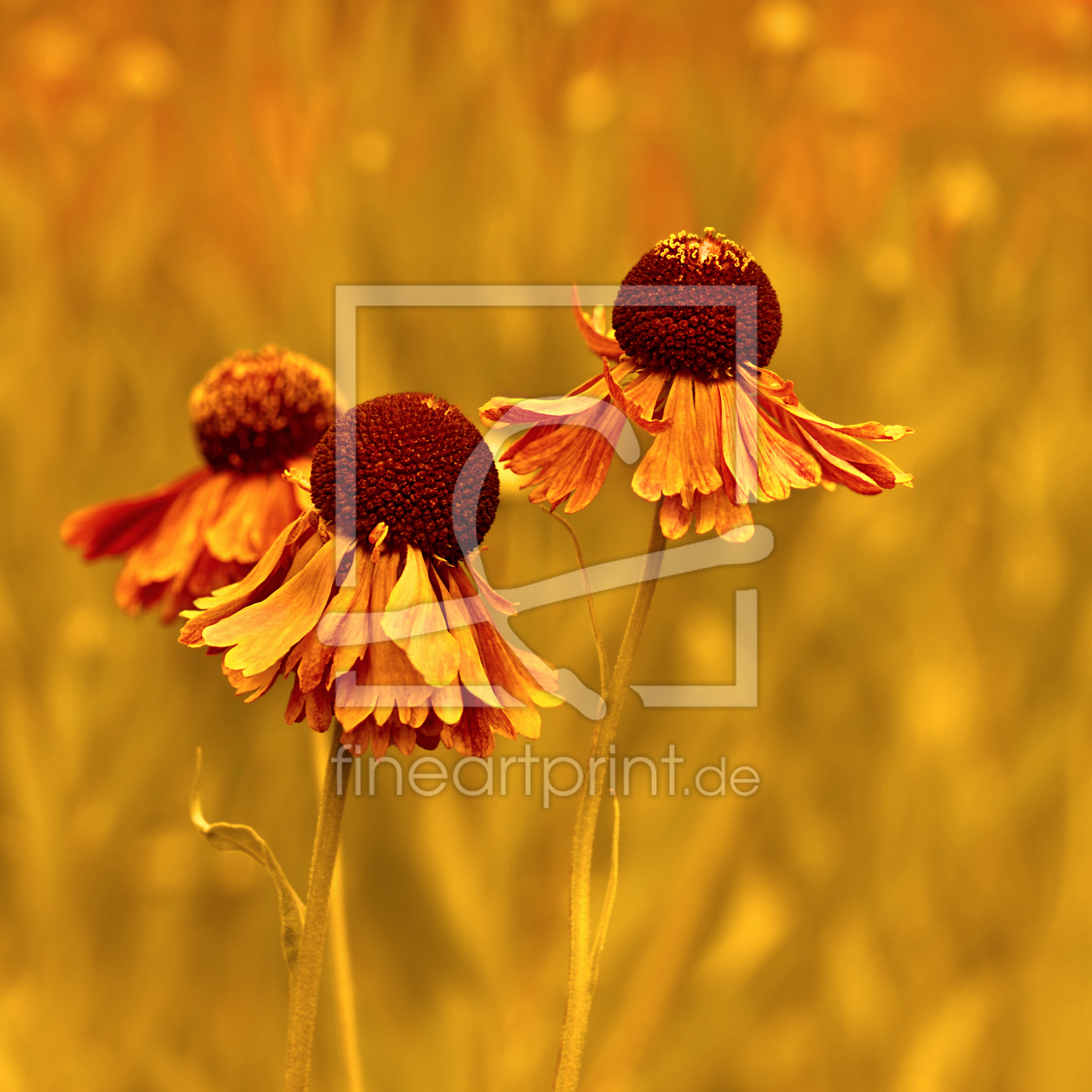 Bild-Nr.: 12902814 Helenium erstellt von Atteloi