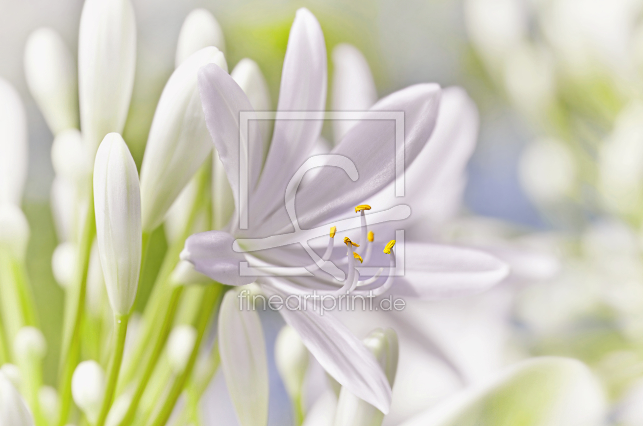 Bild-Nr.: 12903029 Agapanthus erstellt von Atteloi