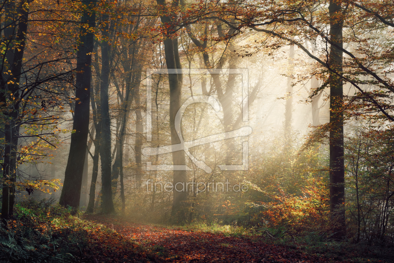 Bild-Nr.: 12903457 Schöne goldene Stimmung im nebligen Herbstwald erstellt von Smileus