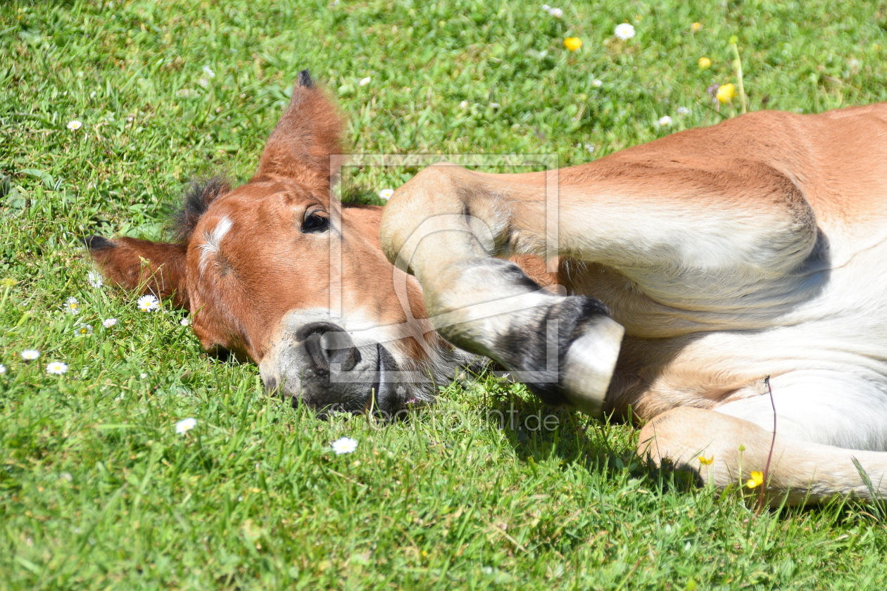 Bild-Nr.: 12904135 relaxed erstellt von GUGIGEI