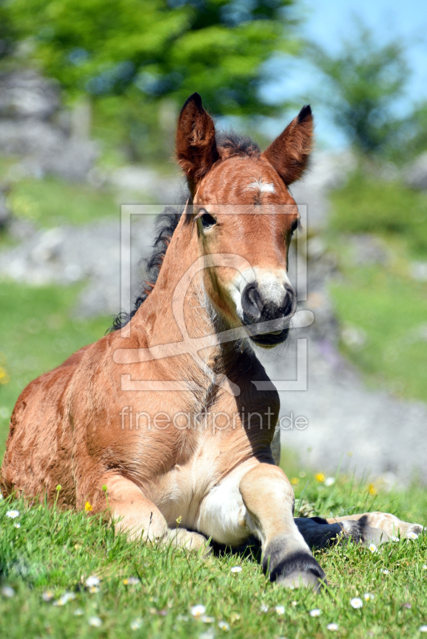 Bild-Nr.: 12904150 Fohlen erstellt von GUGIGEI