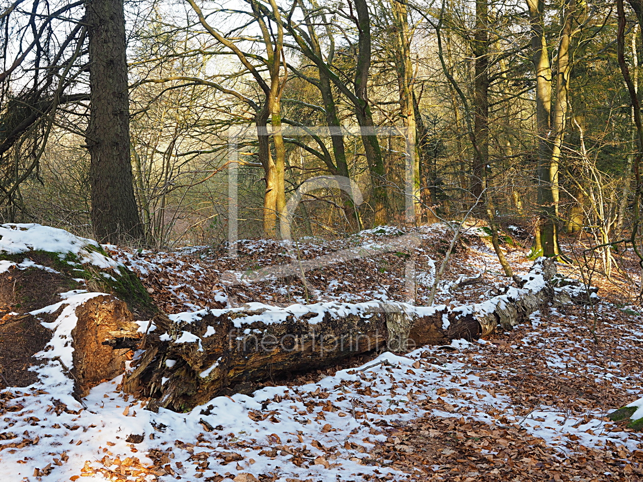 Bild-Nr.: 12904573 Winter im Wald erstellt von Herbo