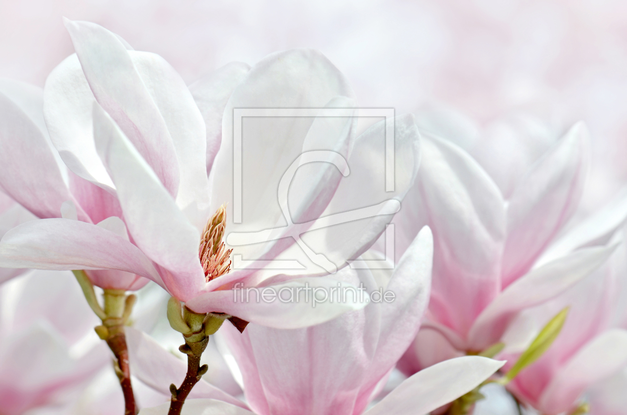 Bild-Nr.: 12904902 Magnolienblüten erstellt von Atteloi