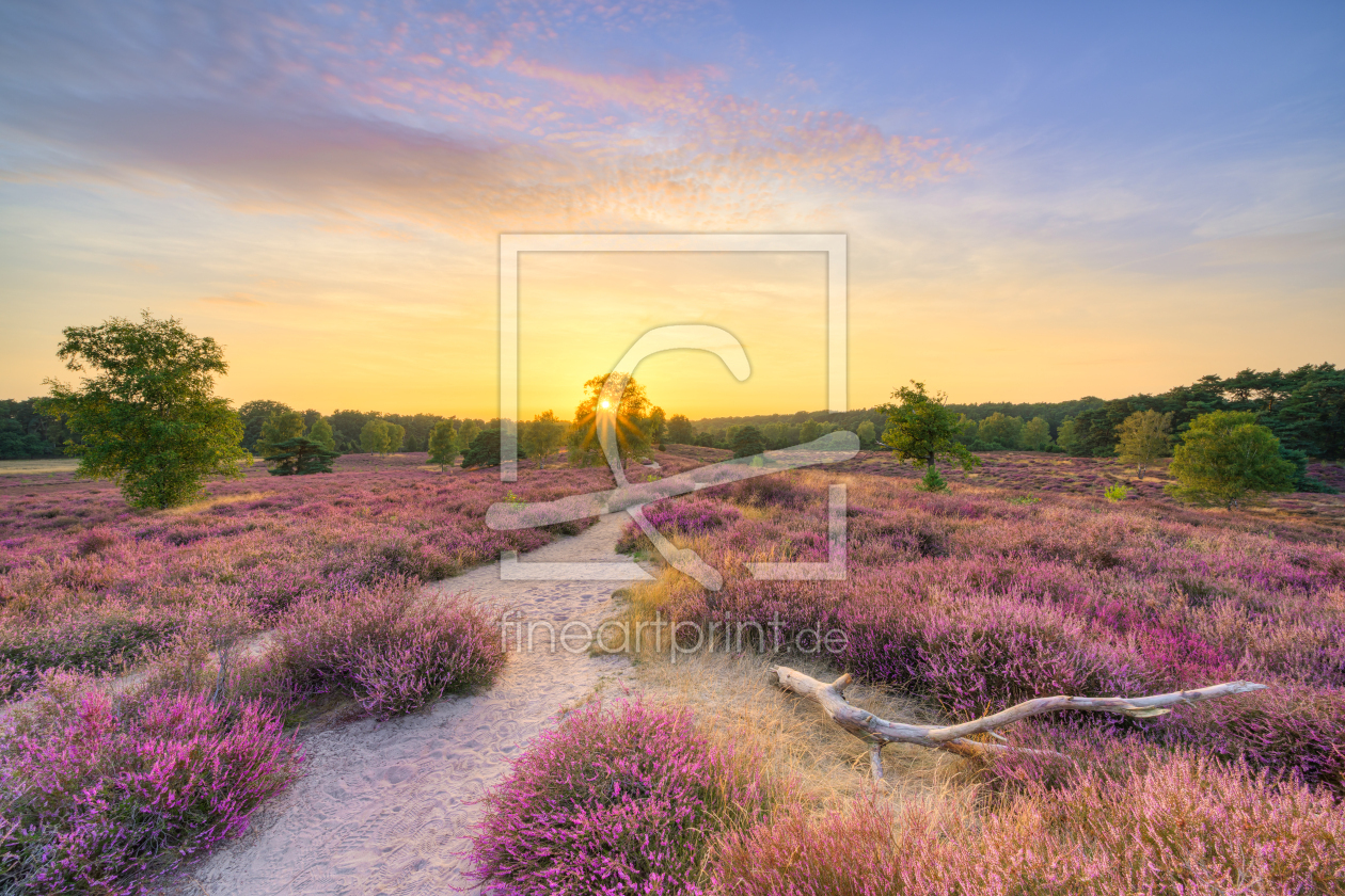 Bild-Nr.: 12905065 Sommerabend in der blühenden Heide erstellt von Michael Valjak