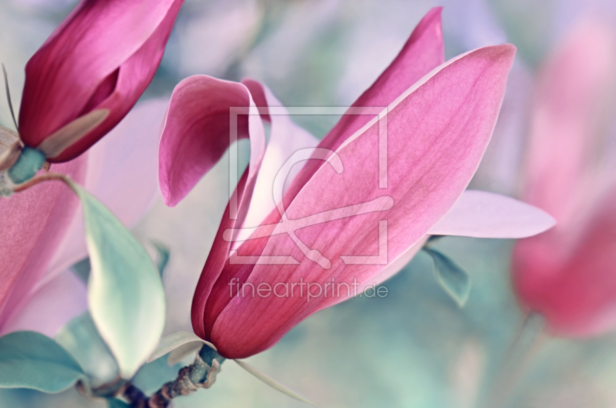 Bild-Nr.: 12905213 Magnolie erstellt von Atteloi