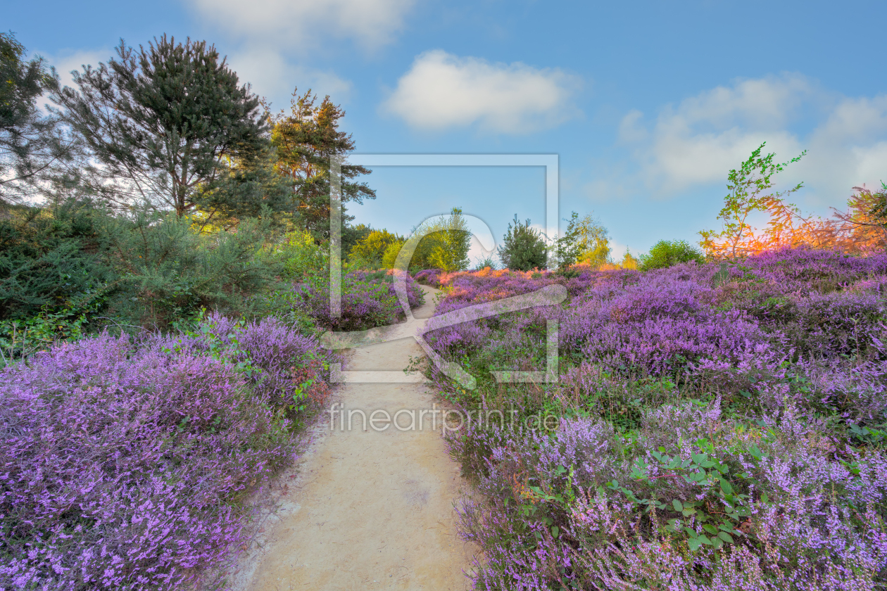 Bild-Nr.: 12905340 Weg durch die blühende Heidelandschaft erstellt von Michael Valjak