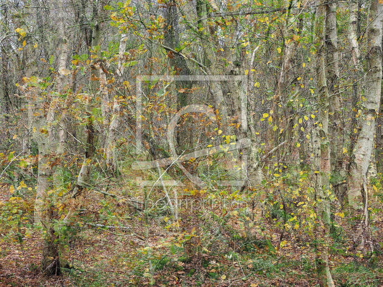 Bild-Nr.: 12905435 Birkenwald erstellt von Herbo