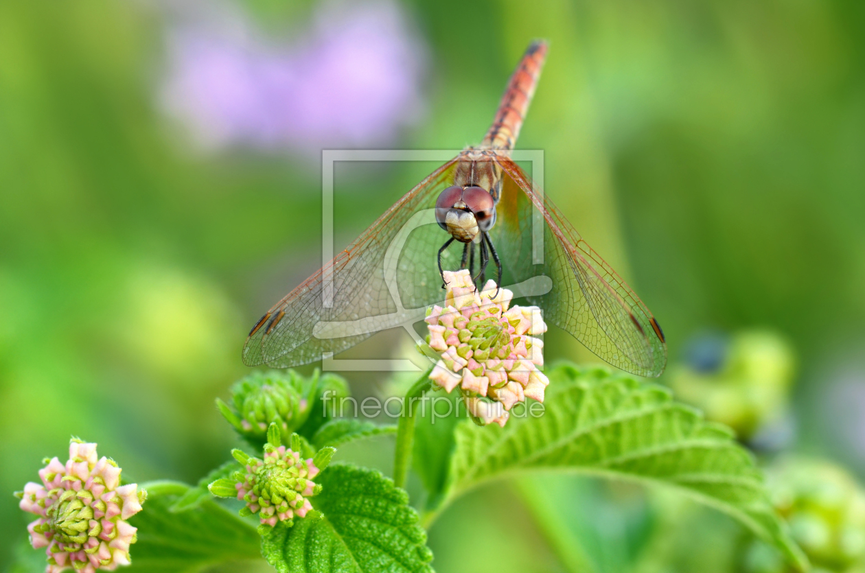 Bild-Nr.: 12905510 Libelle erstellt von Atteloi