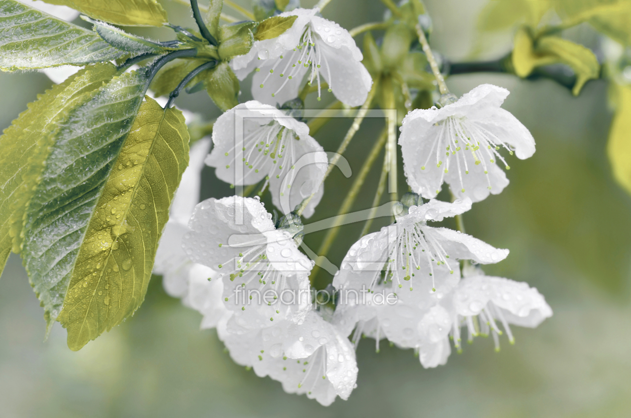 Bild-Nr.: 12906286 Frühlingsblüten erstellt von Atteloi