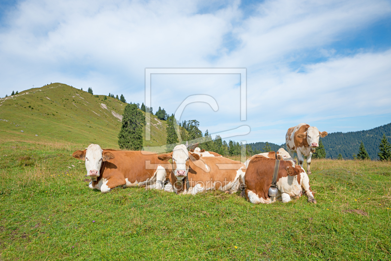 Bild-Nr.: 12906688 Kuhherde auf der Almwiese erstellt von SusaZoom