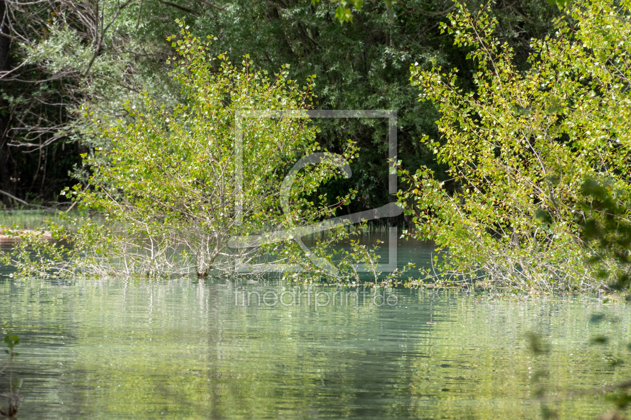 Bild-Nr.: 12906966 zartes Grün erstellt von Bettina Schnittert