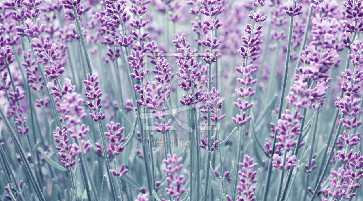 Bild-Nr.: 12907138 Lavendel erstellt von Atteloi