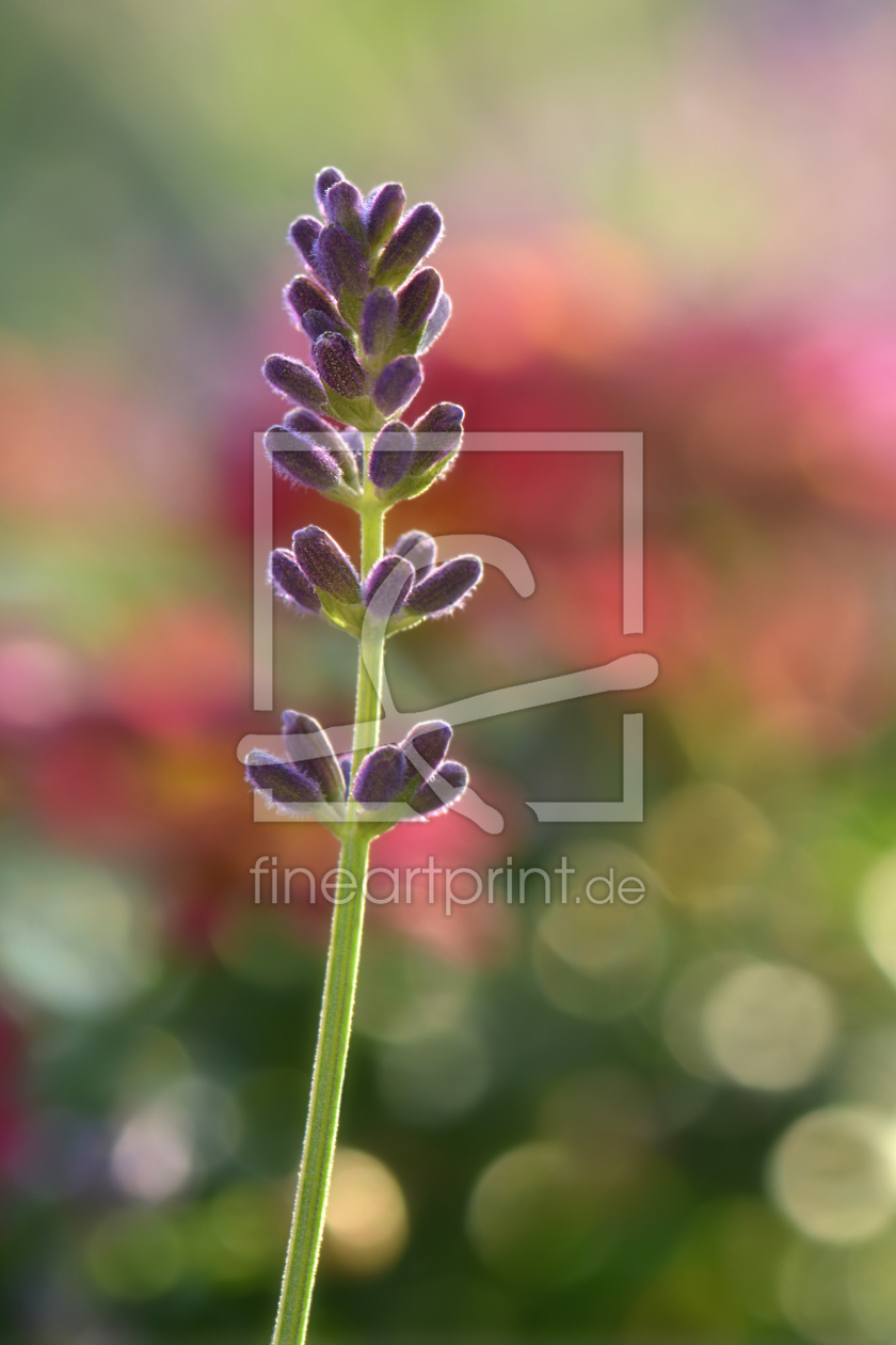 Bild-Nr.: 12907445 Lavendel erstellt von Atteloi