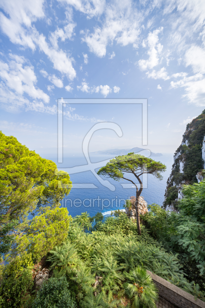 Bild-Nr.: 12907510 Einsamer Kiefernbaum auf der Insel Capri erstellt von eyetronic
