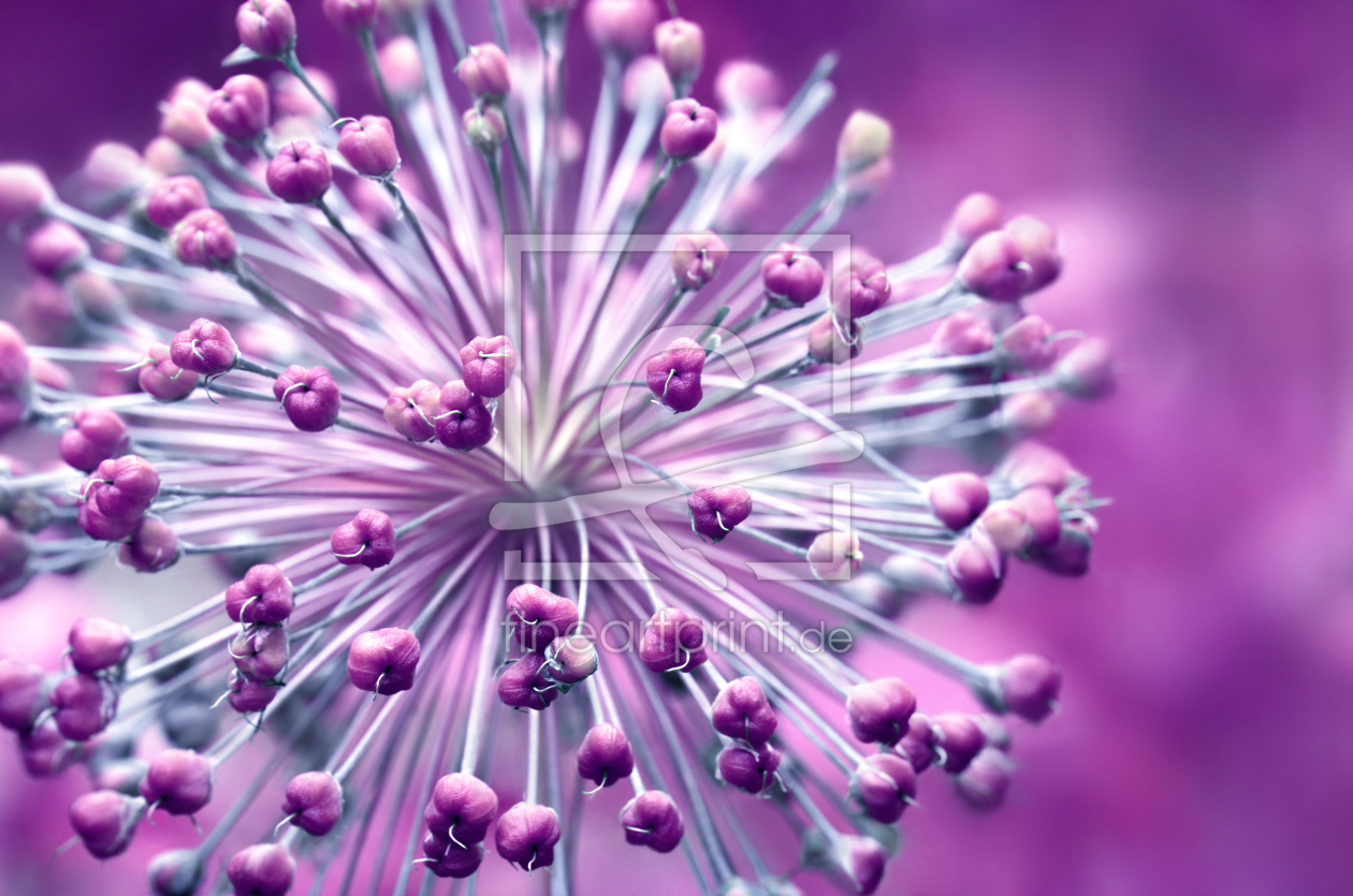 Bild-Nr.: 12908896 Allium erstellt von Atteloi