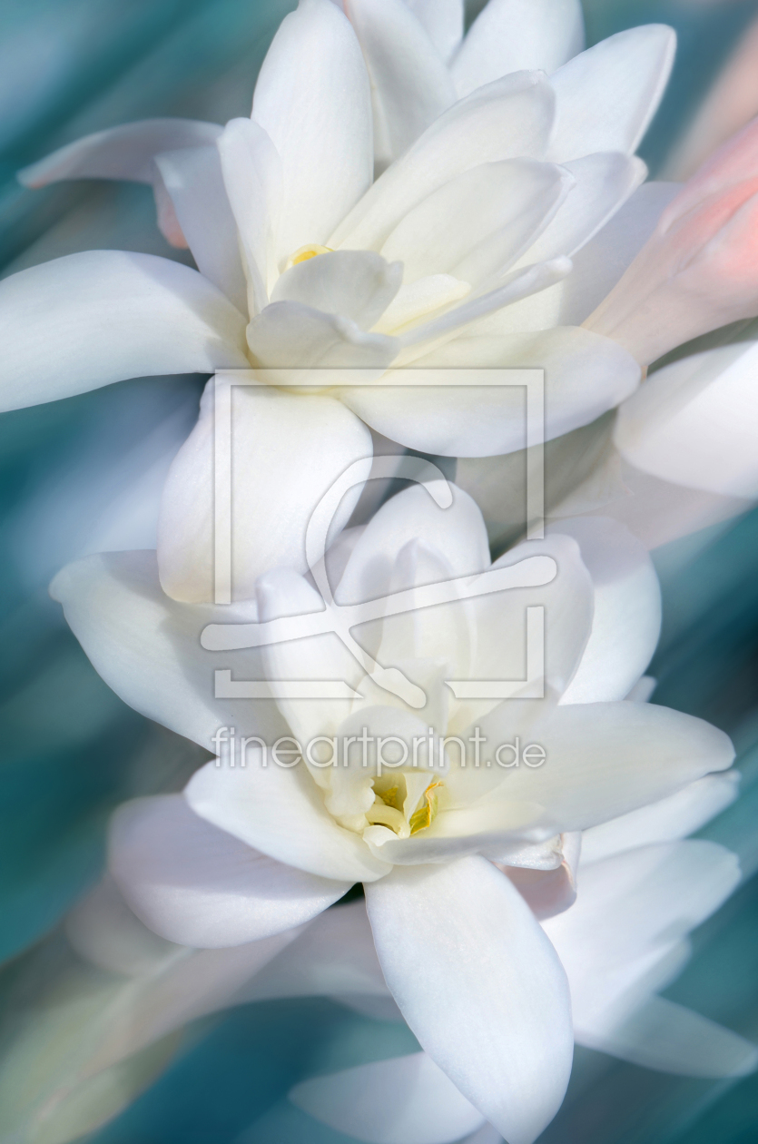 Bild-Nr.: 12908993 Magnolie erstellt von Atteloi
