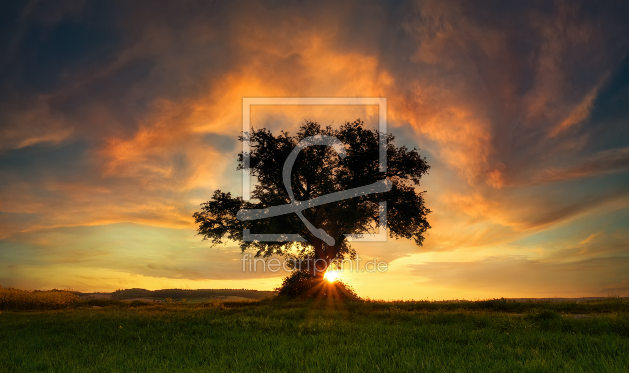 Bild-Nr.: 12909128 Silhouette von einsamen Baum bei Sonnenuntergang erstellt von Smileus