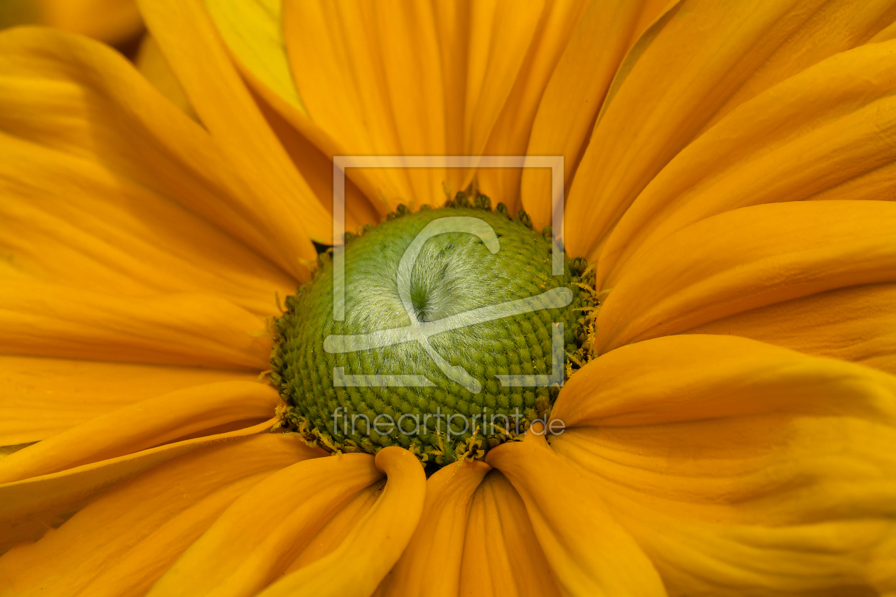 Bild-Nr.: 12909148 Detail einer Rudbeckia erstellt von volker heide