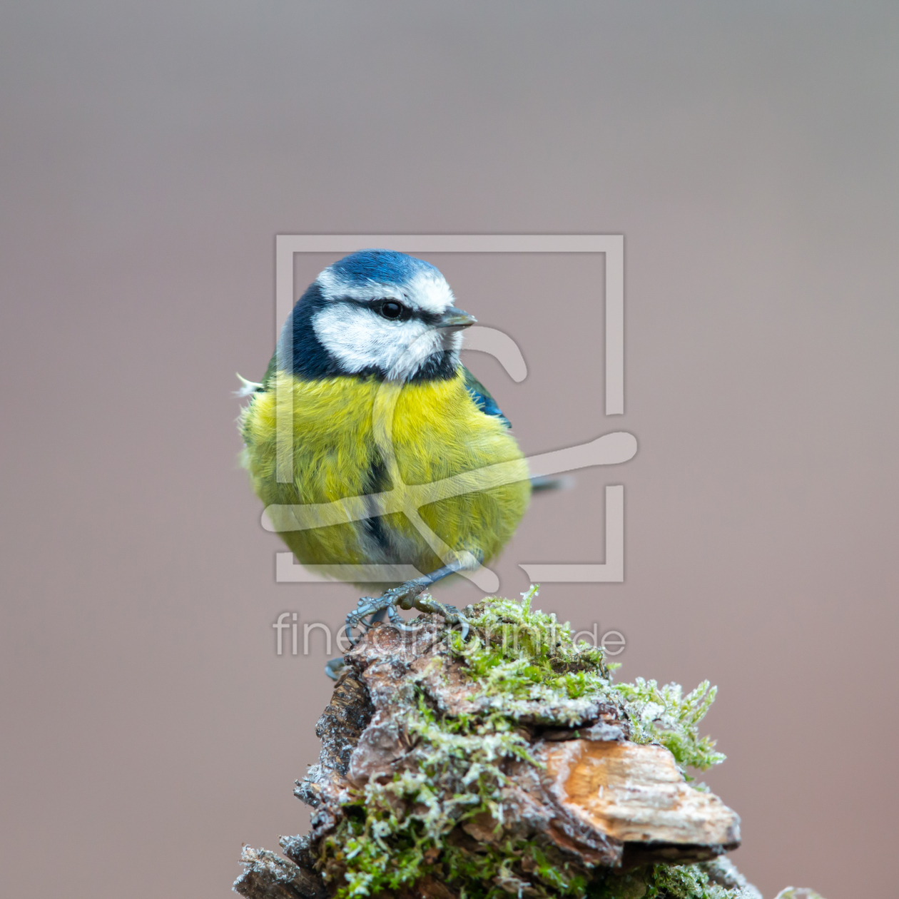 Bild-Nr.: 12910174 Blaumeise erstellt von DirkR