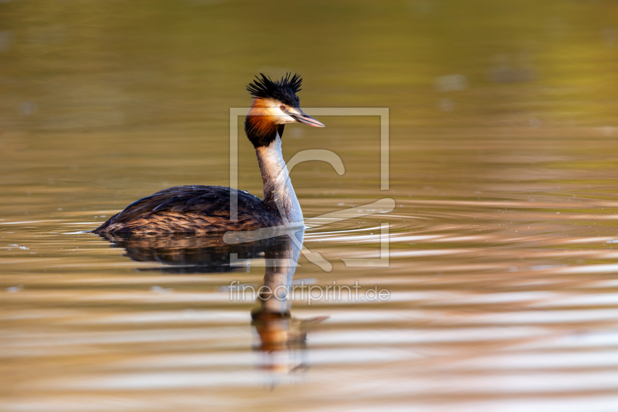 Bild-Nr.: 12910175 Haubentaucher erstellt von DirkR