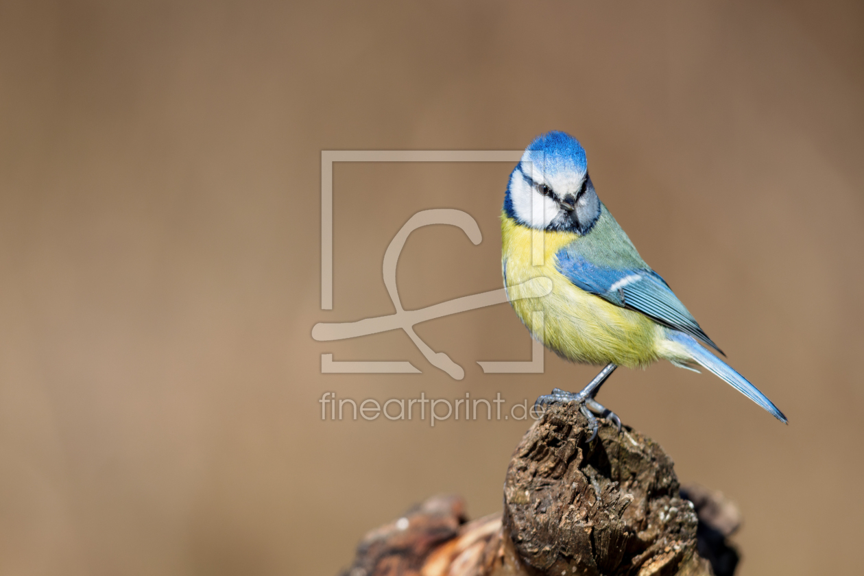 Bild-Nr.: 12910401 Blaumeise erstellt von DirkR