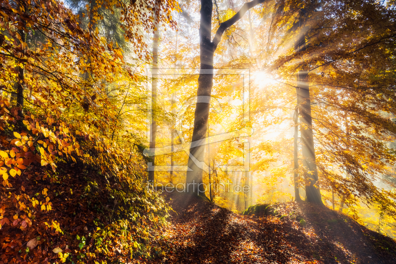 Bild-Nr.: 12910426 Herbstwaldleuchten erstellt von Daniela Beyer