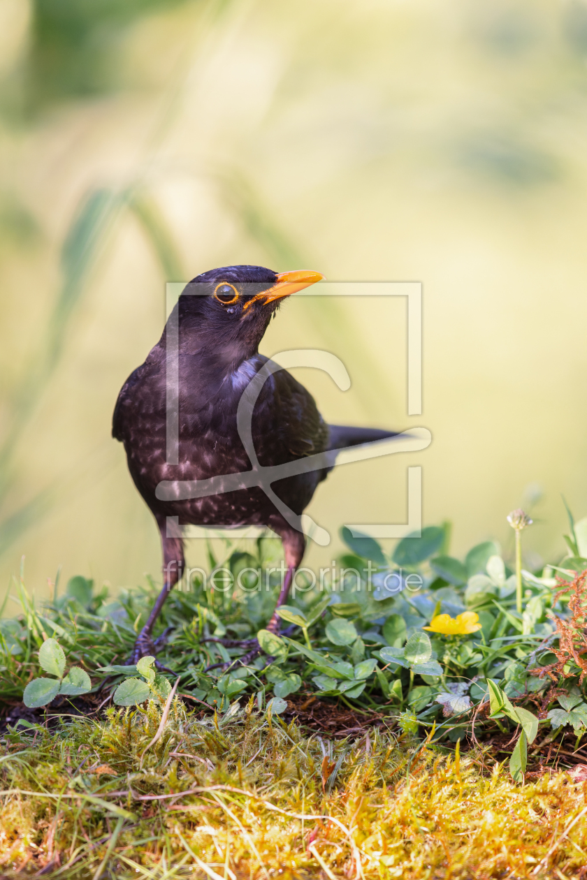 Bild-Nr.: 12910567 Amsel erstellt von DirkR