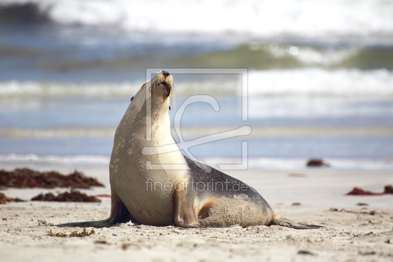 Bild-Nr.: 12910681 Australischer Seelöwe erstellt von DirkR